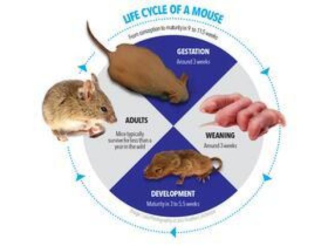 Rodent Control Service In Hyderabad. - 2/2
